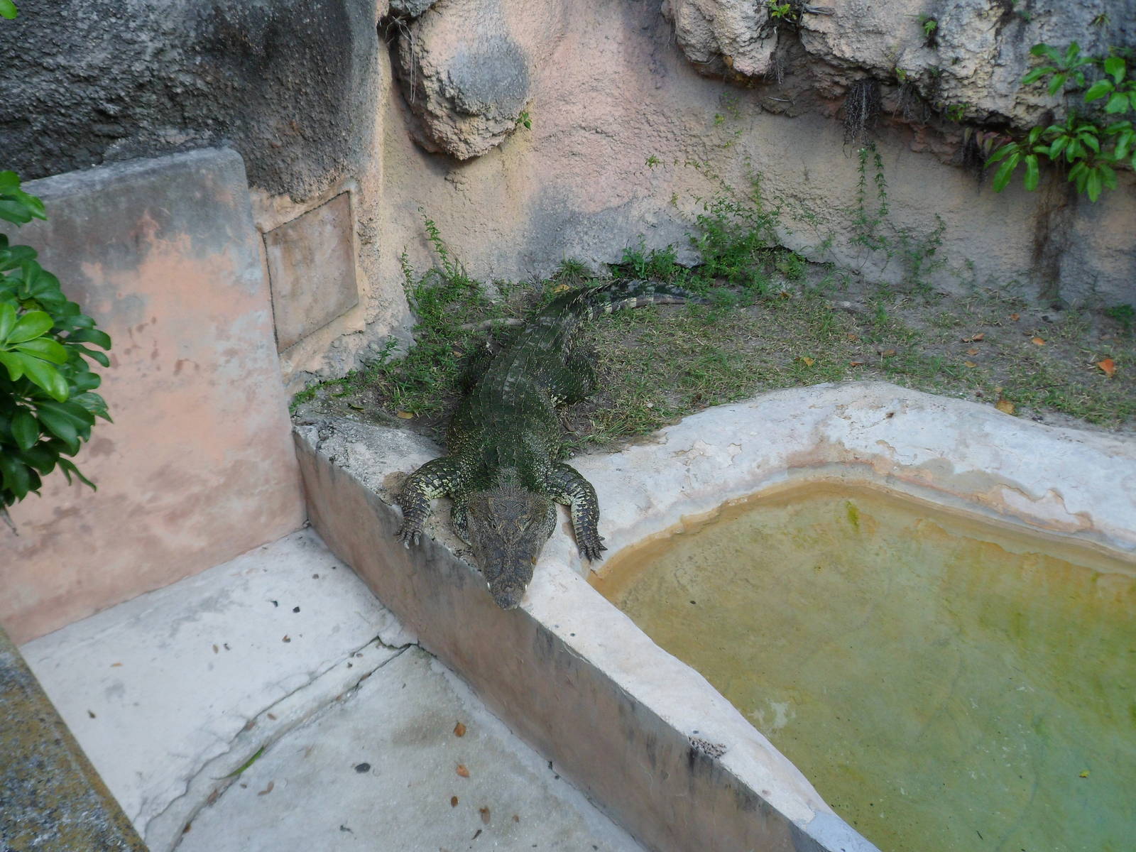 Cuban Crocodile