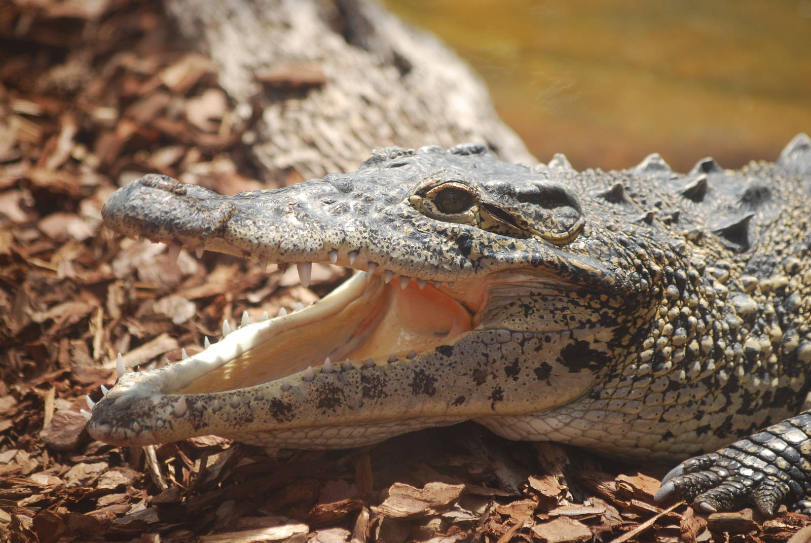 Cuban crocodile