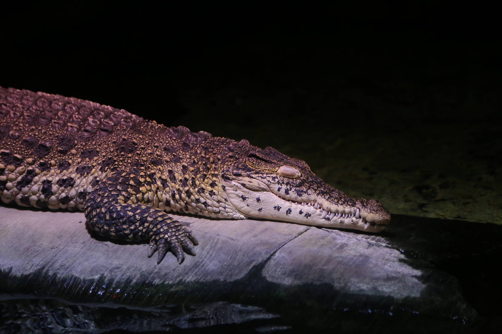 Cuban Crocodile