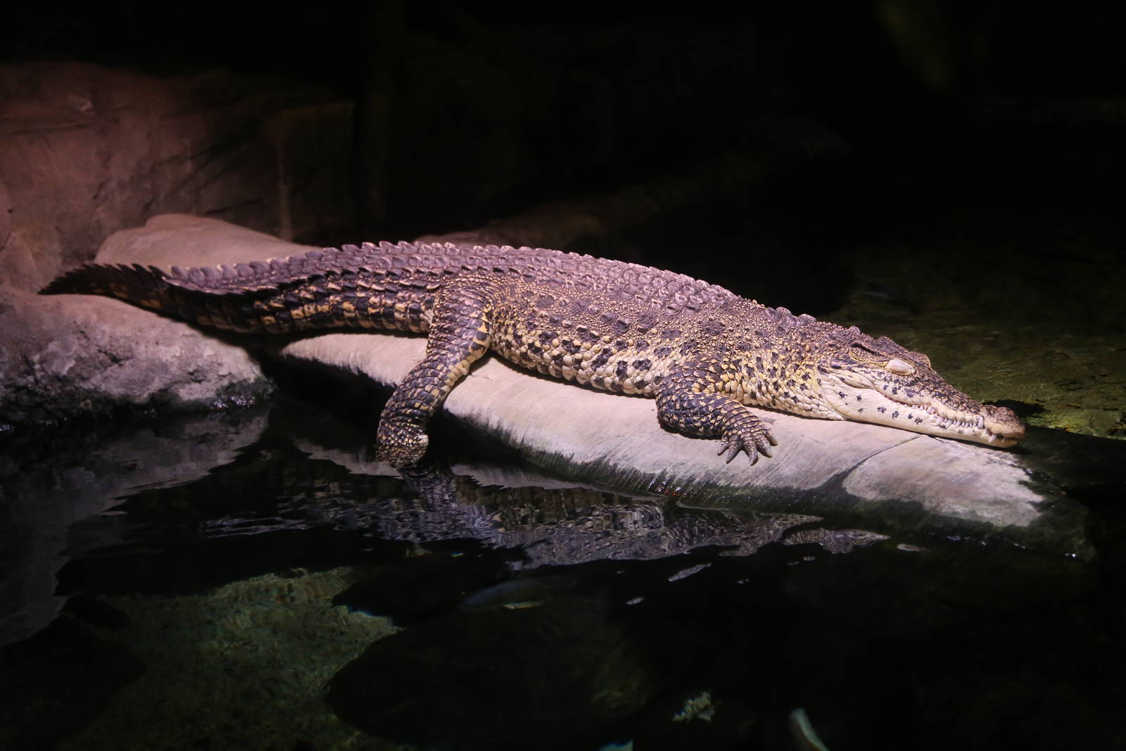 Cuban Crocodile