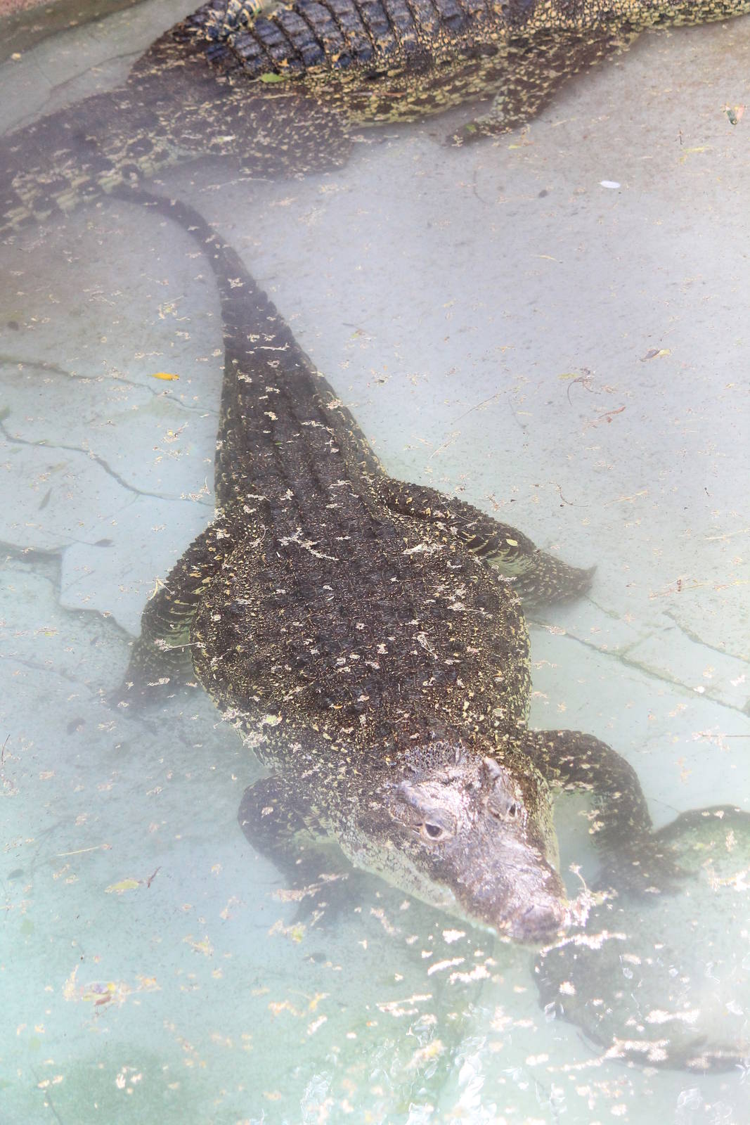 Cuban Crocodile