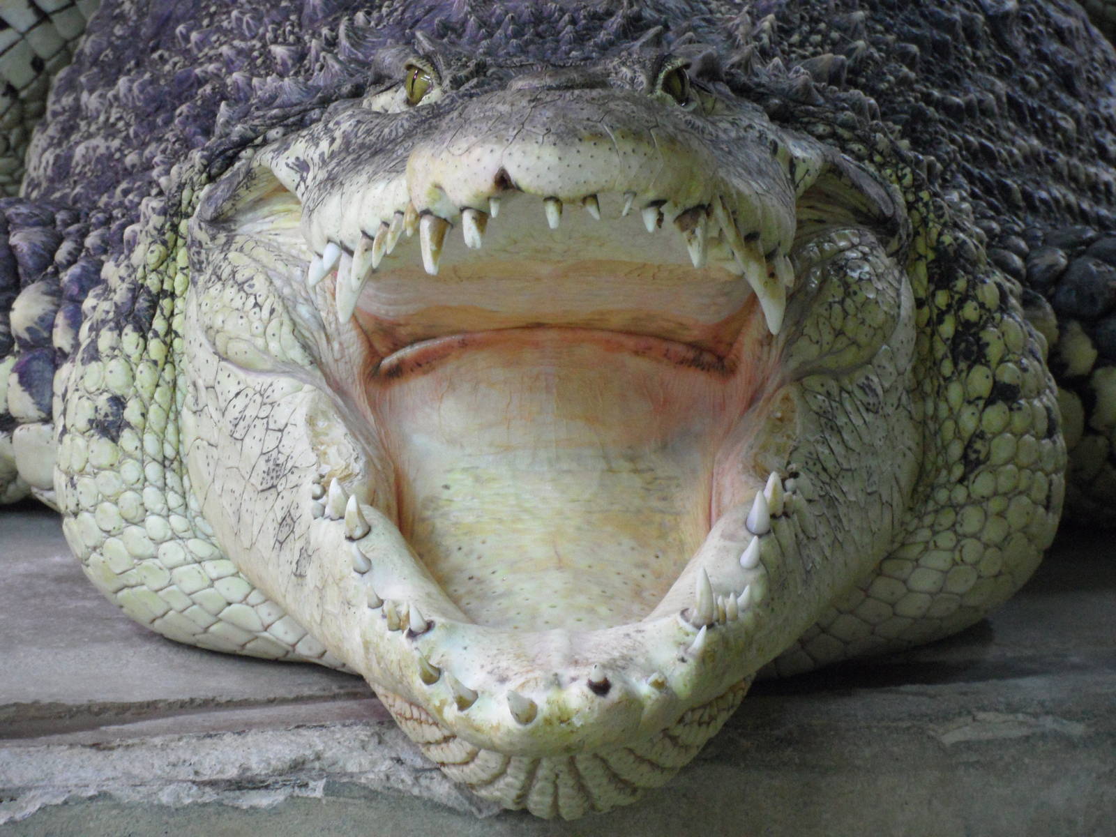 Cuban crocodile