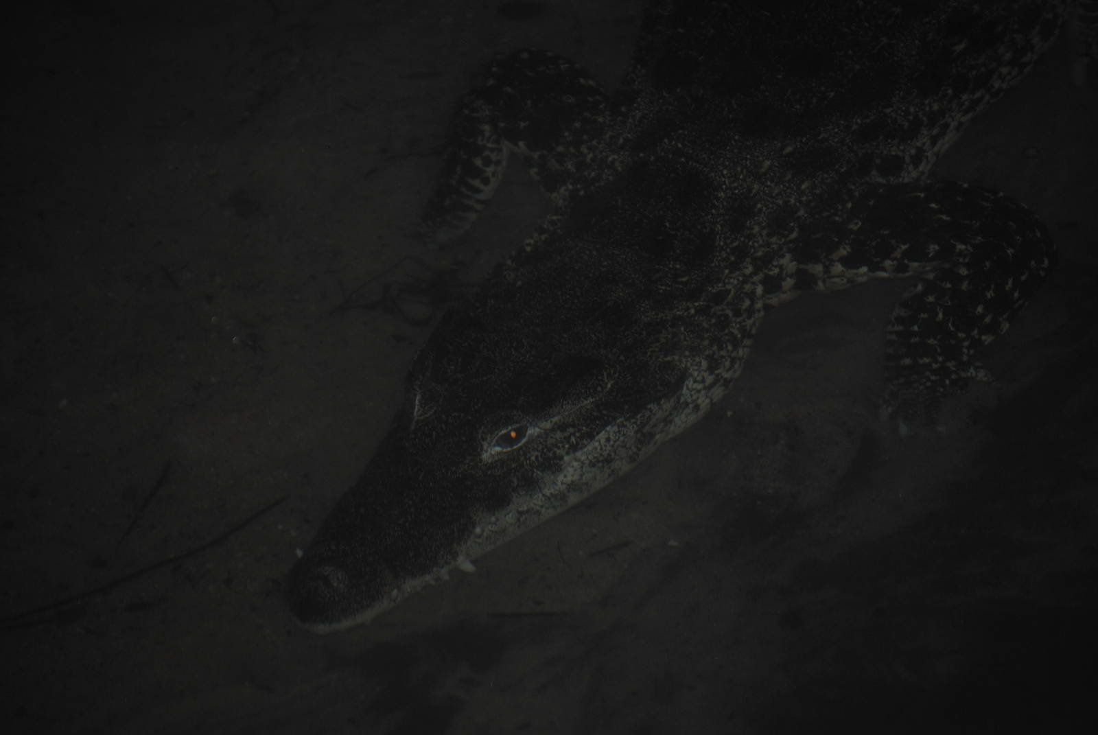 Cuban Crocodile