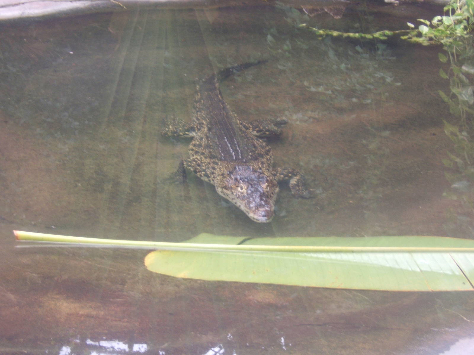 Cuban Crocodile