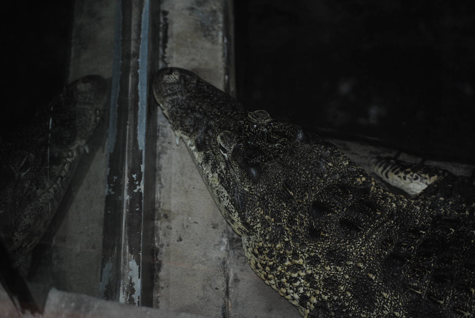 Cuban Crocodile