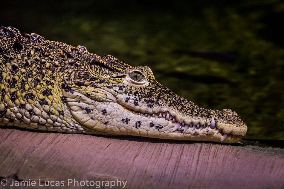 Cuban Crocodile
