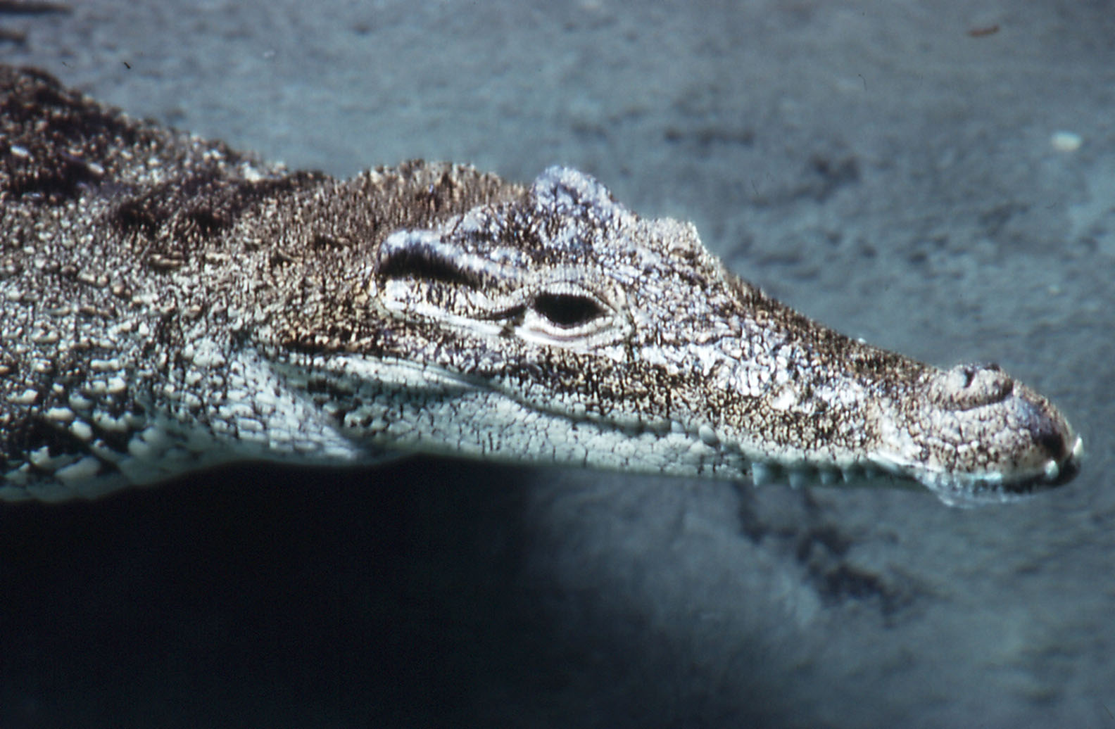 Cuban Crocodile