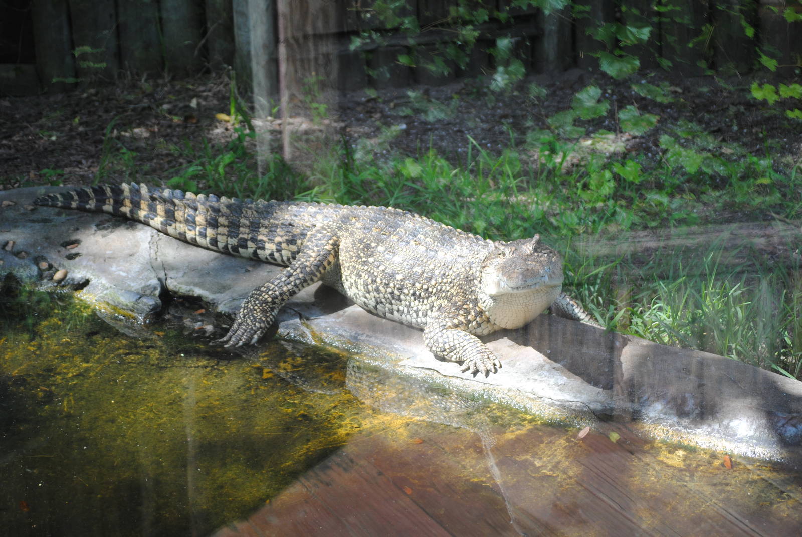 Cuban Crocodile