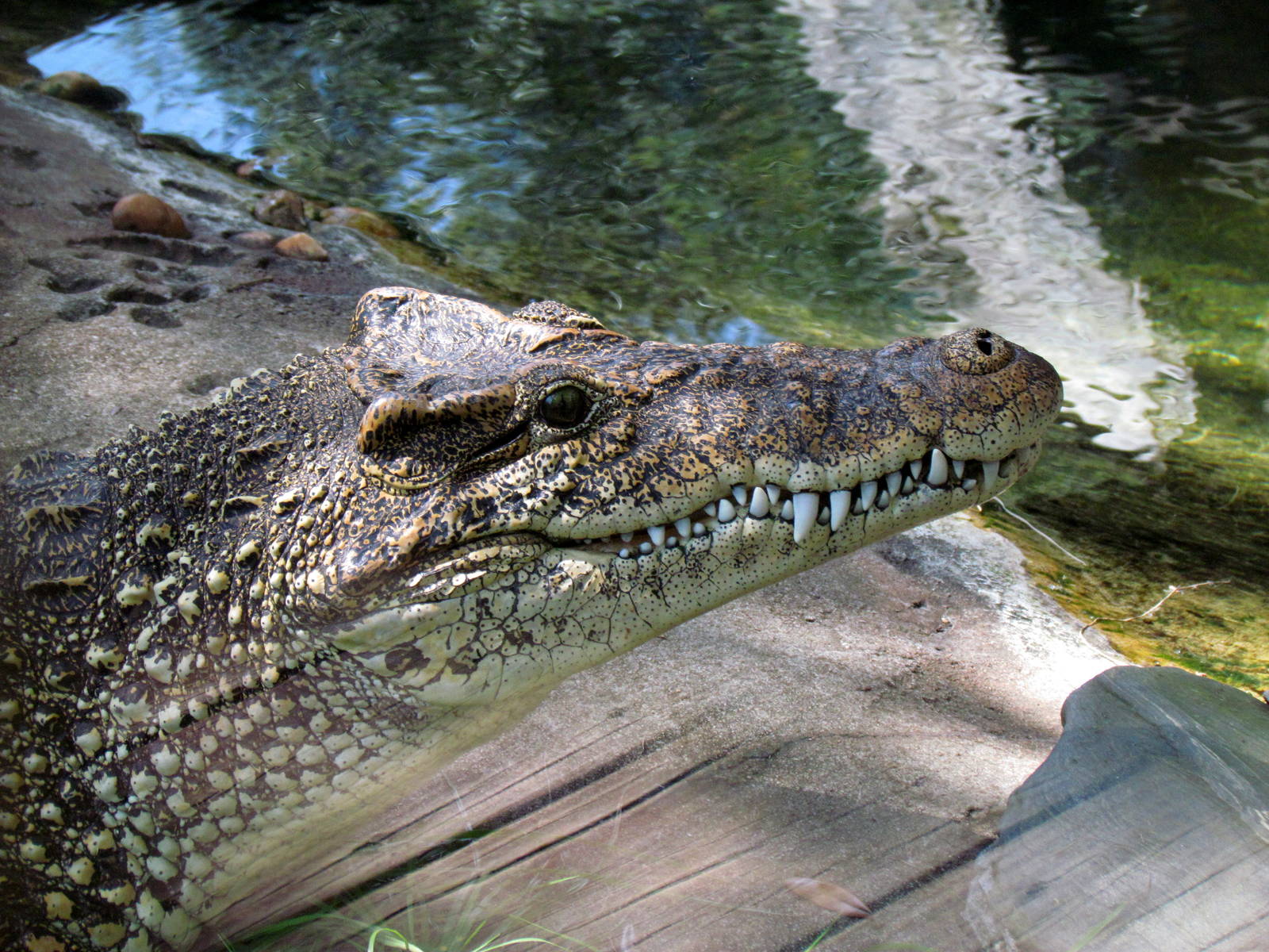 Cuban Crocodile