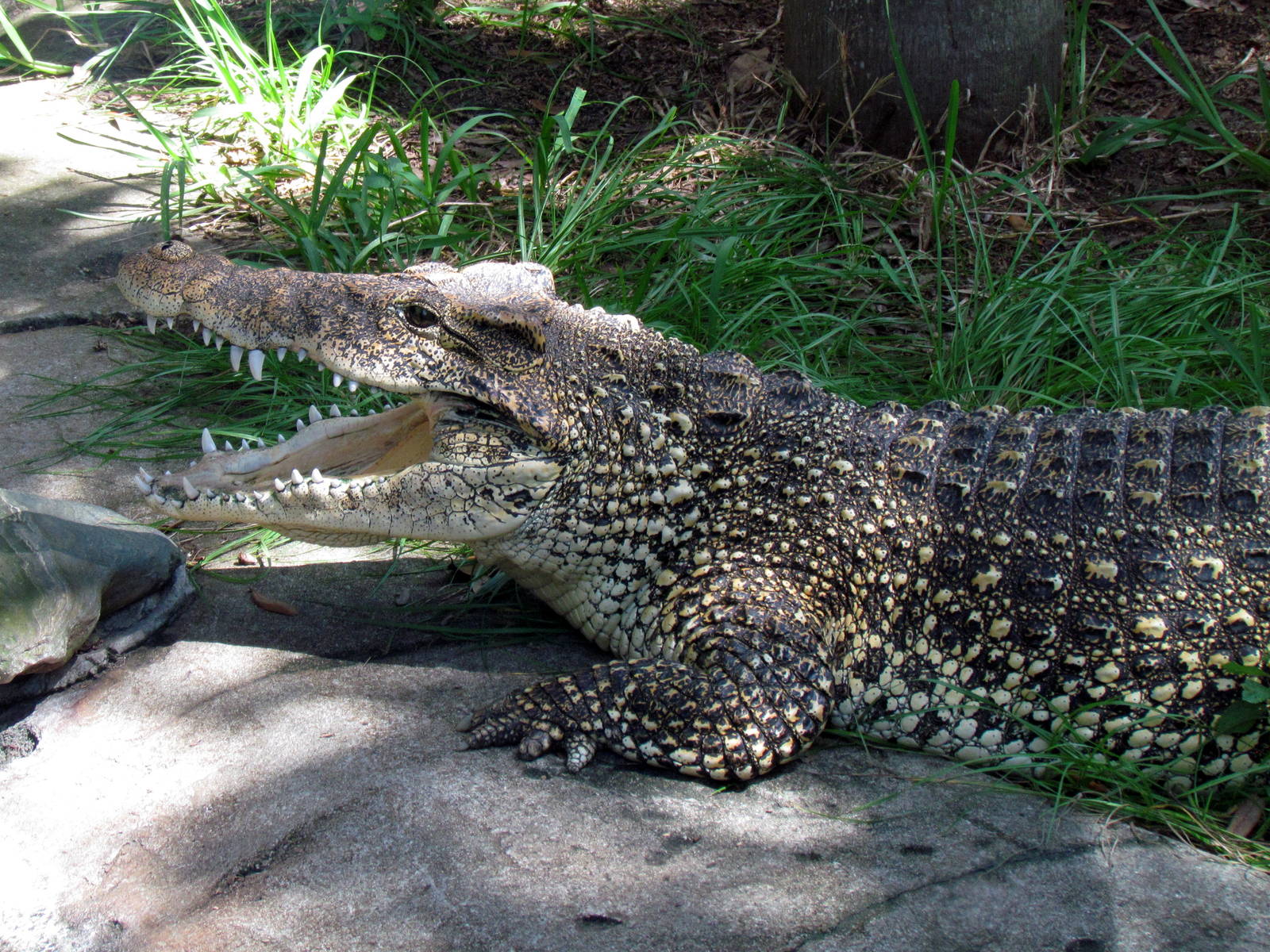 Cuban Crocodile