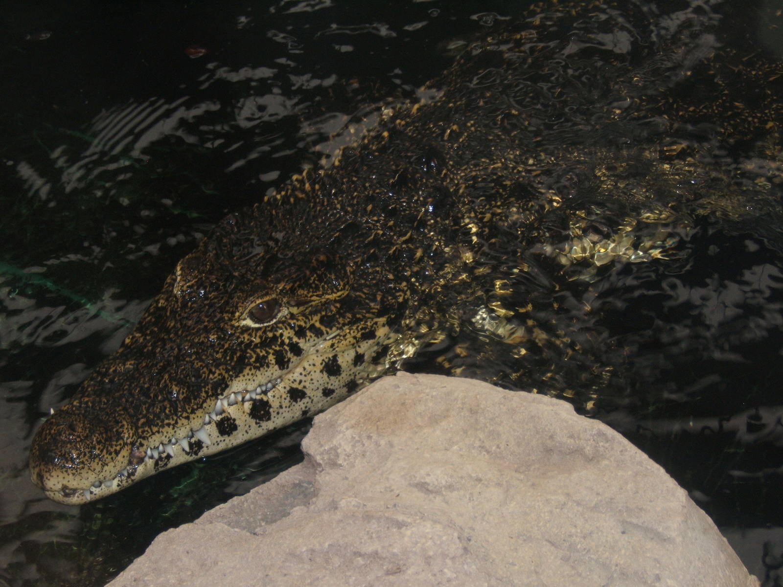 Cuban crocodile