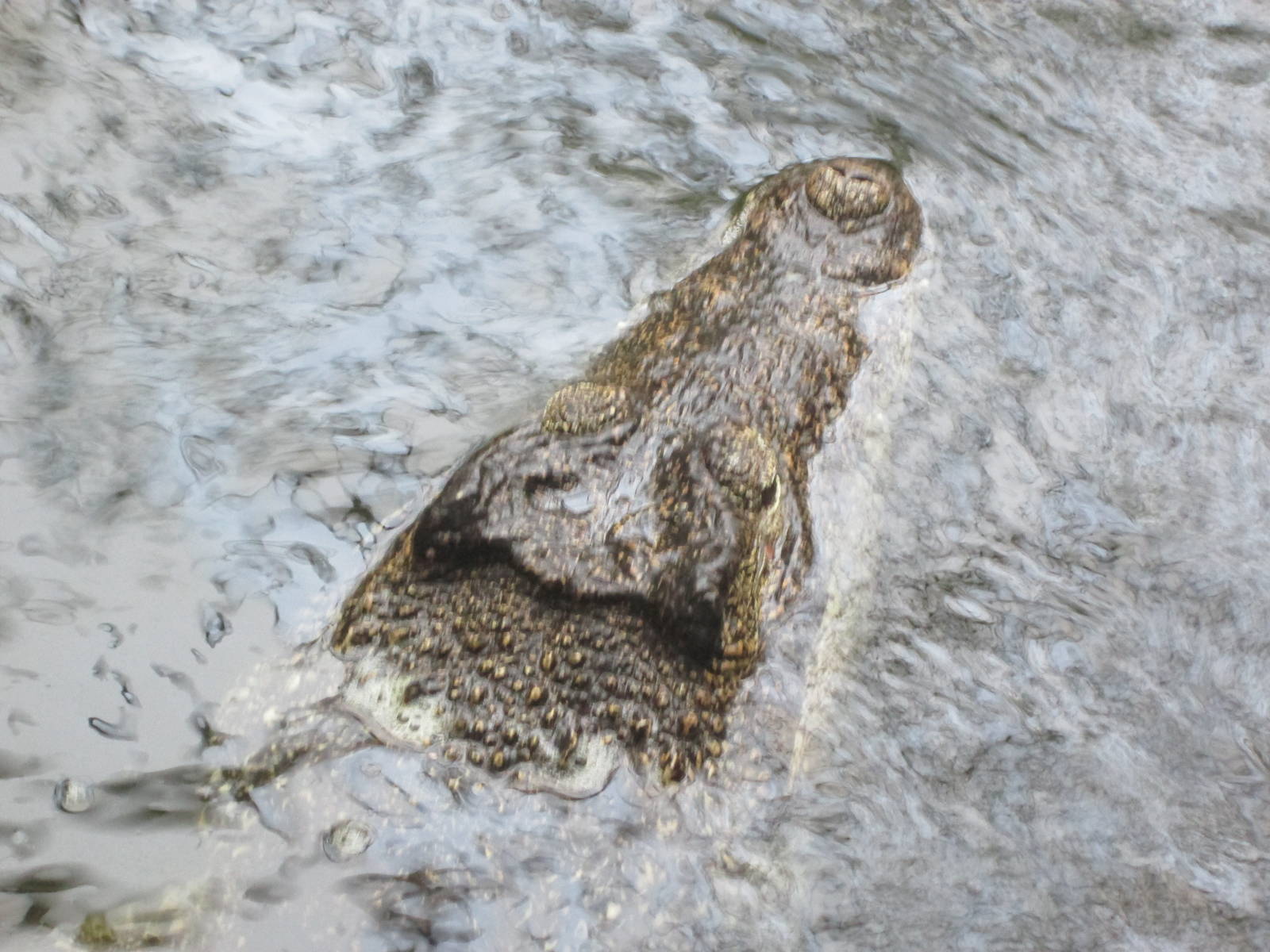Cuban Crocodile