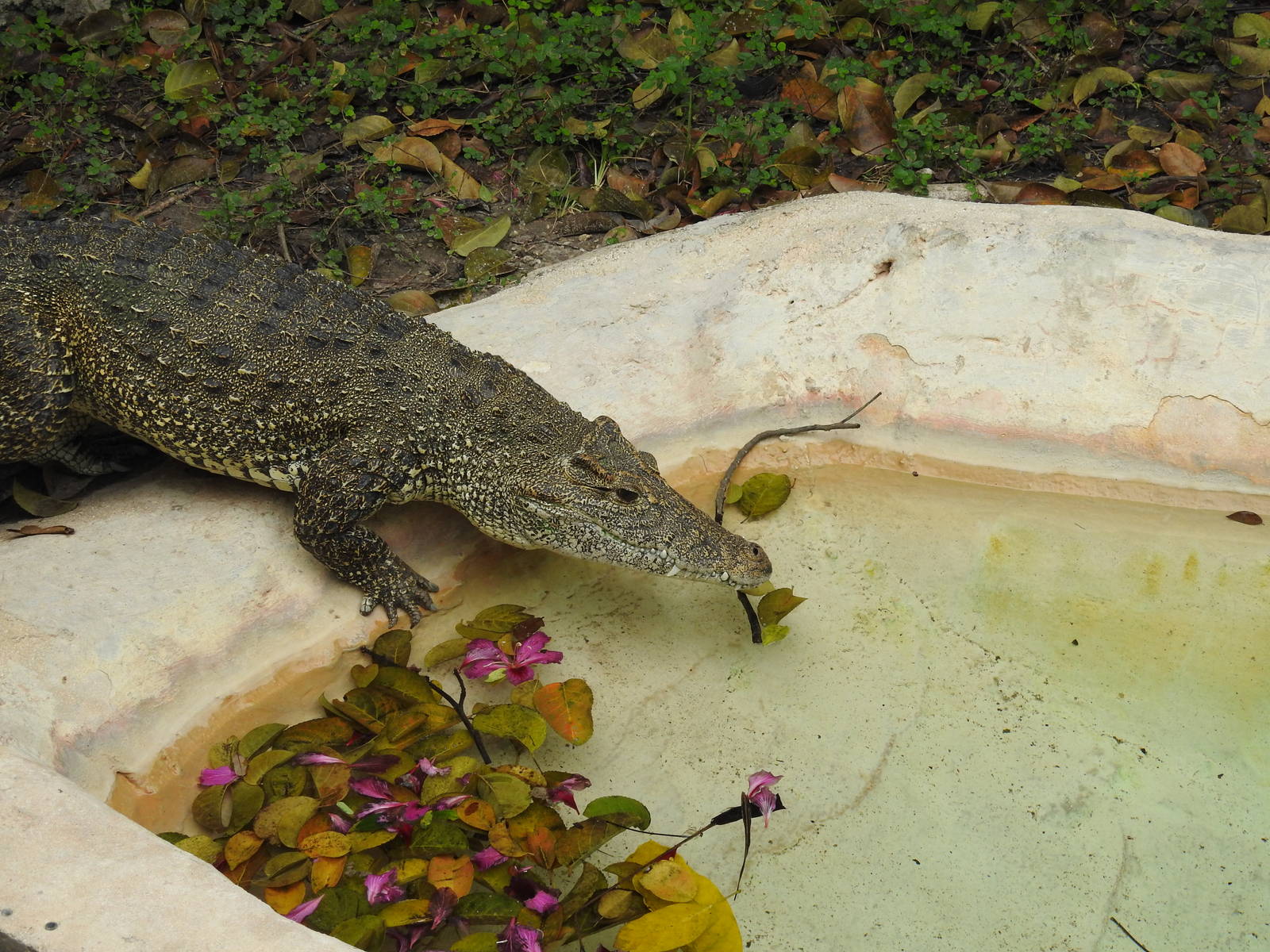 Cuban Crocodile