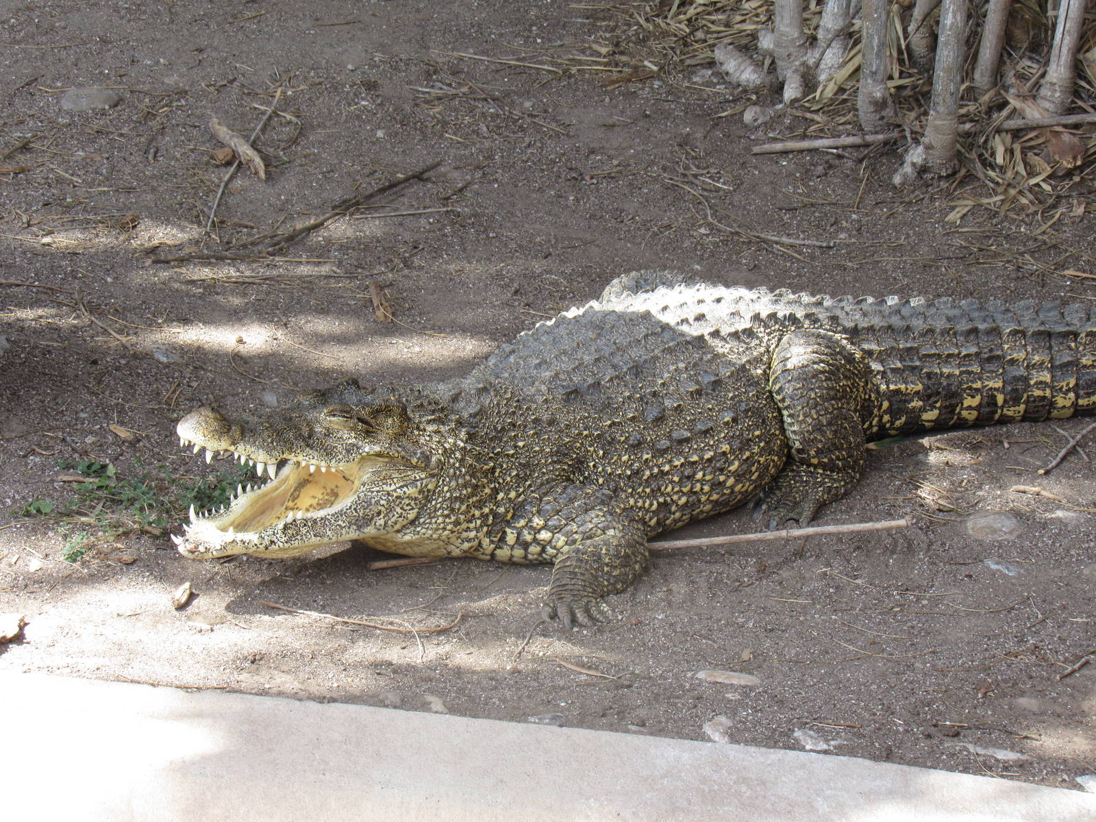 Cuban Crocodile