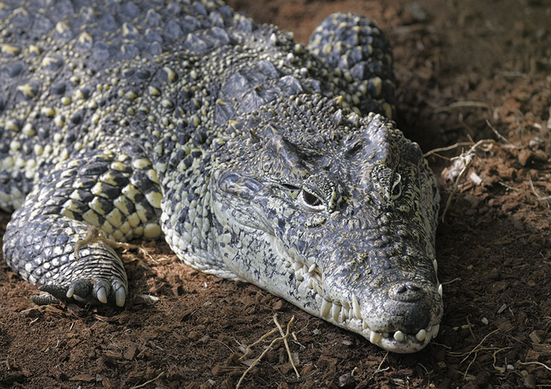 Cuban crocodile