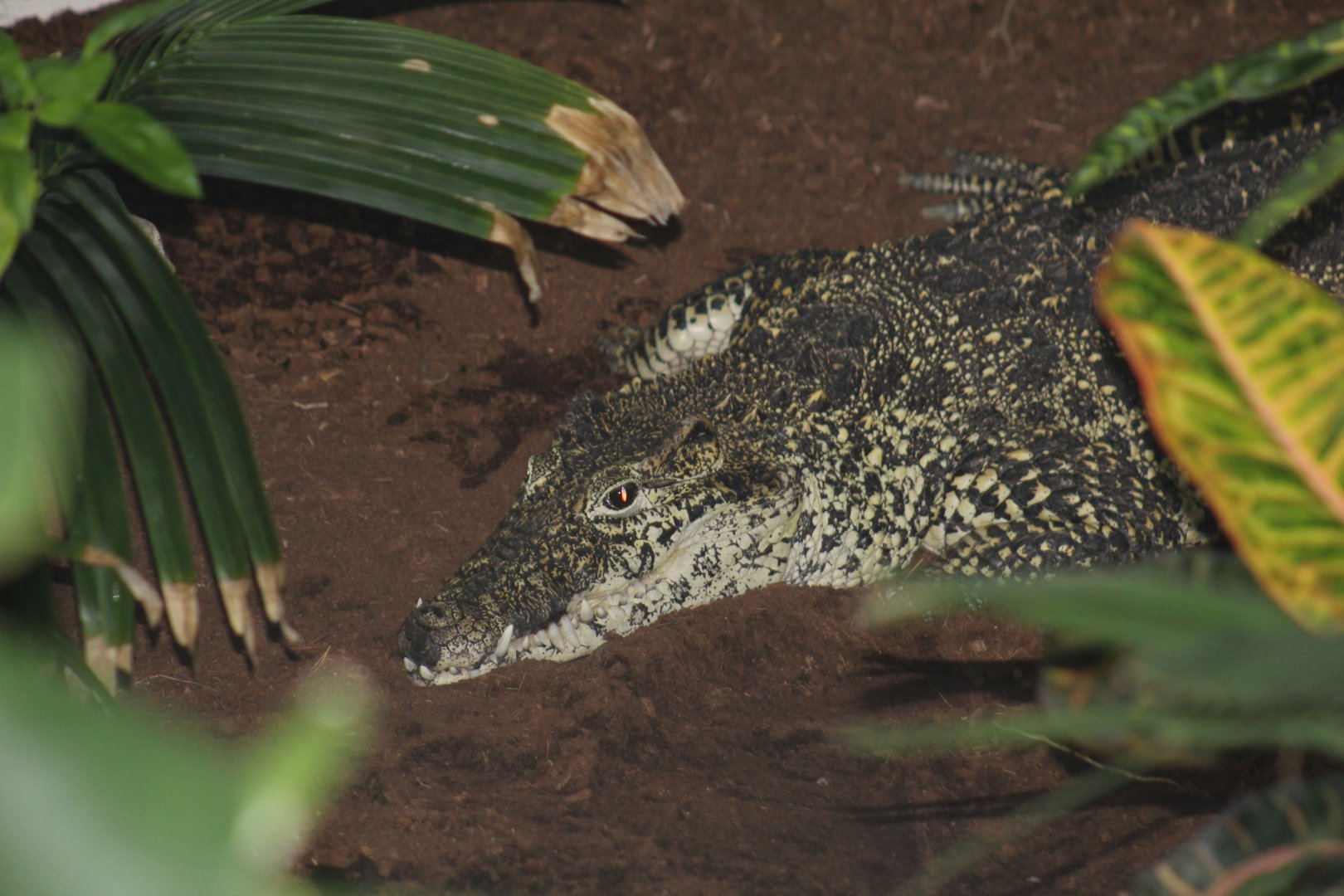 Cuban Crocodile