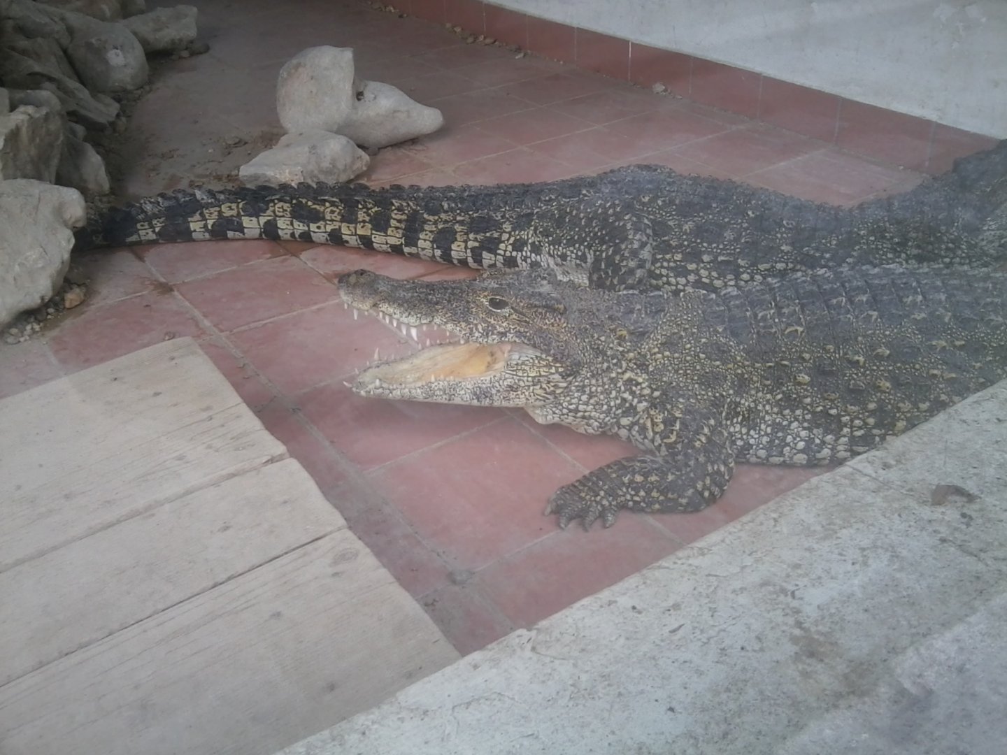 Cuban crocodile