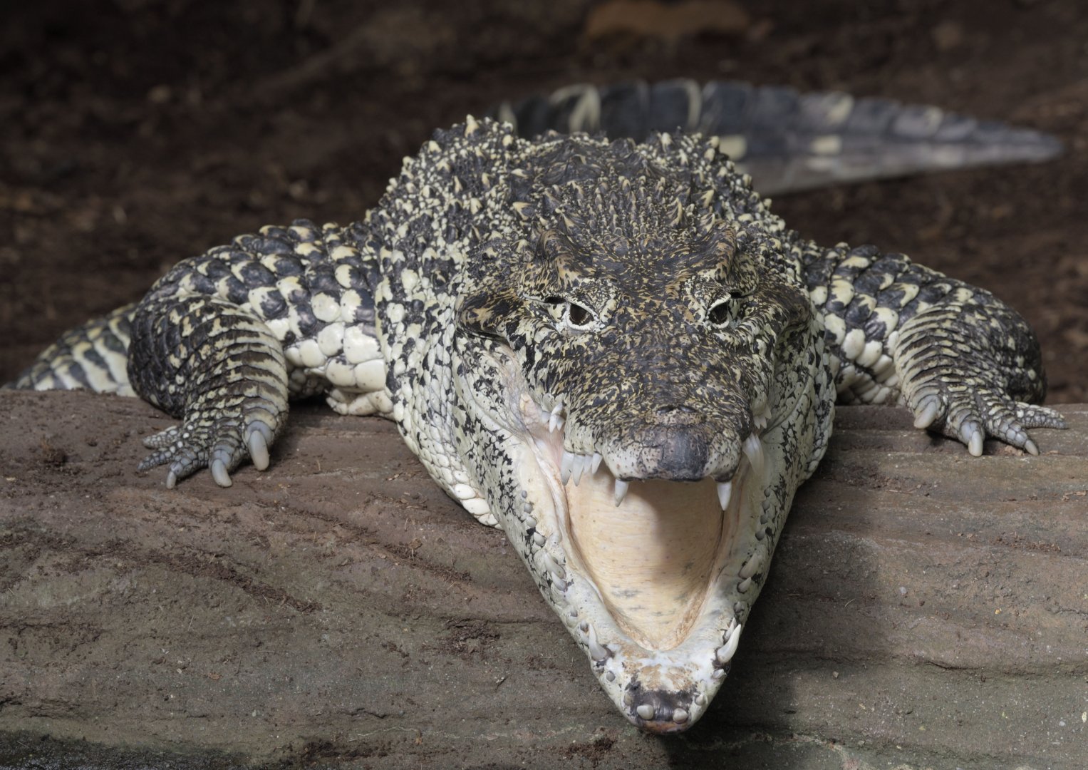 Cuban crocodile