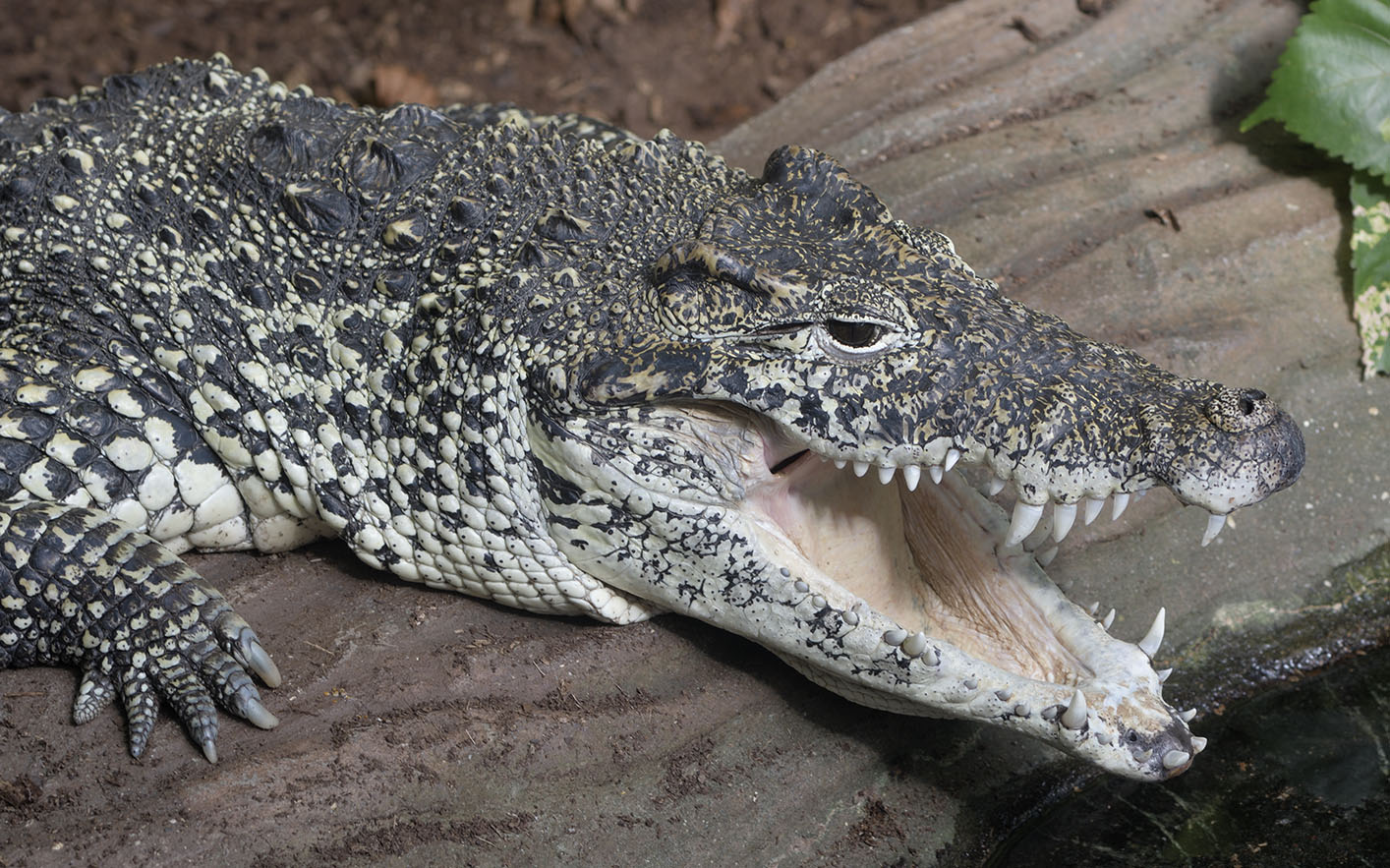 Cuban crocodile