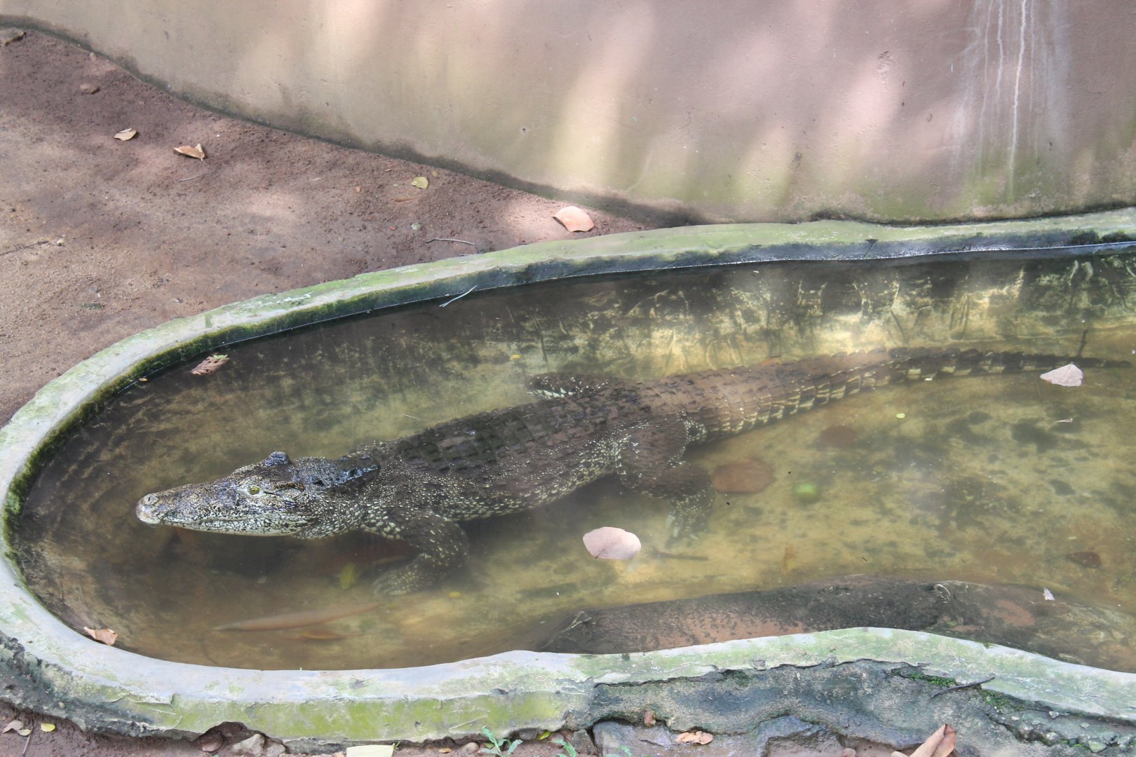 Cuban Crocodile