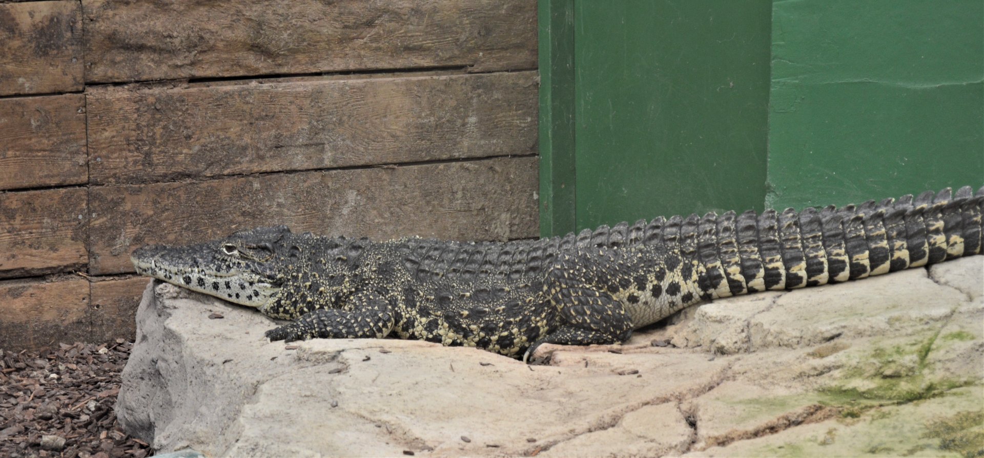 Cuban Crocodile