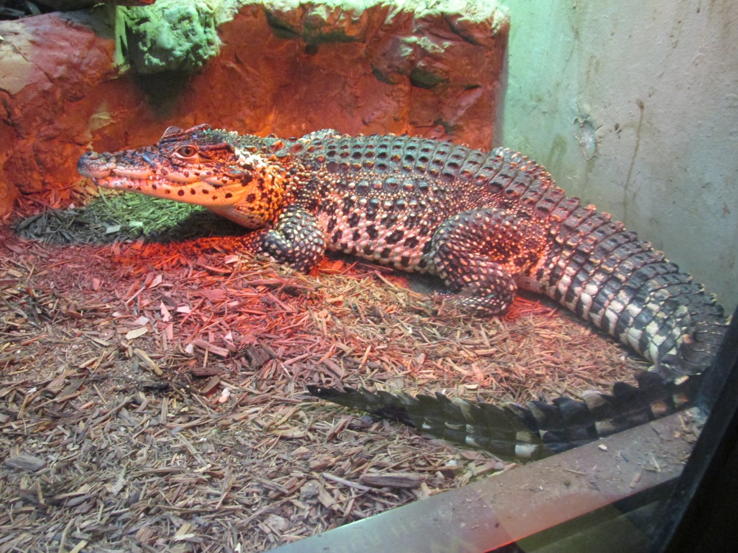 cuban crocodile