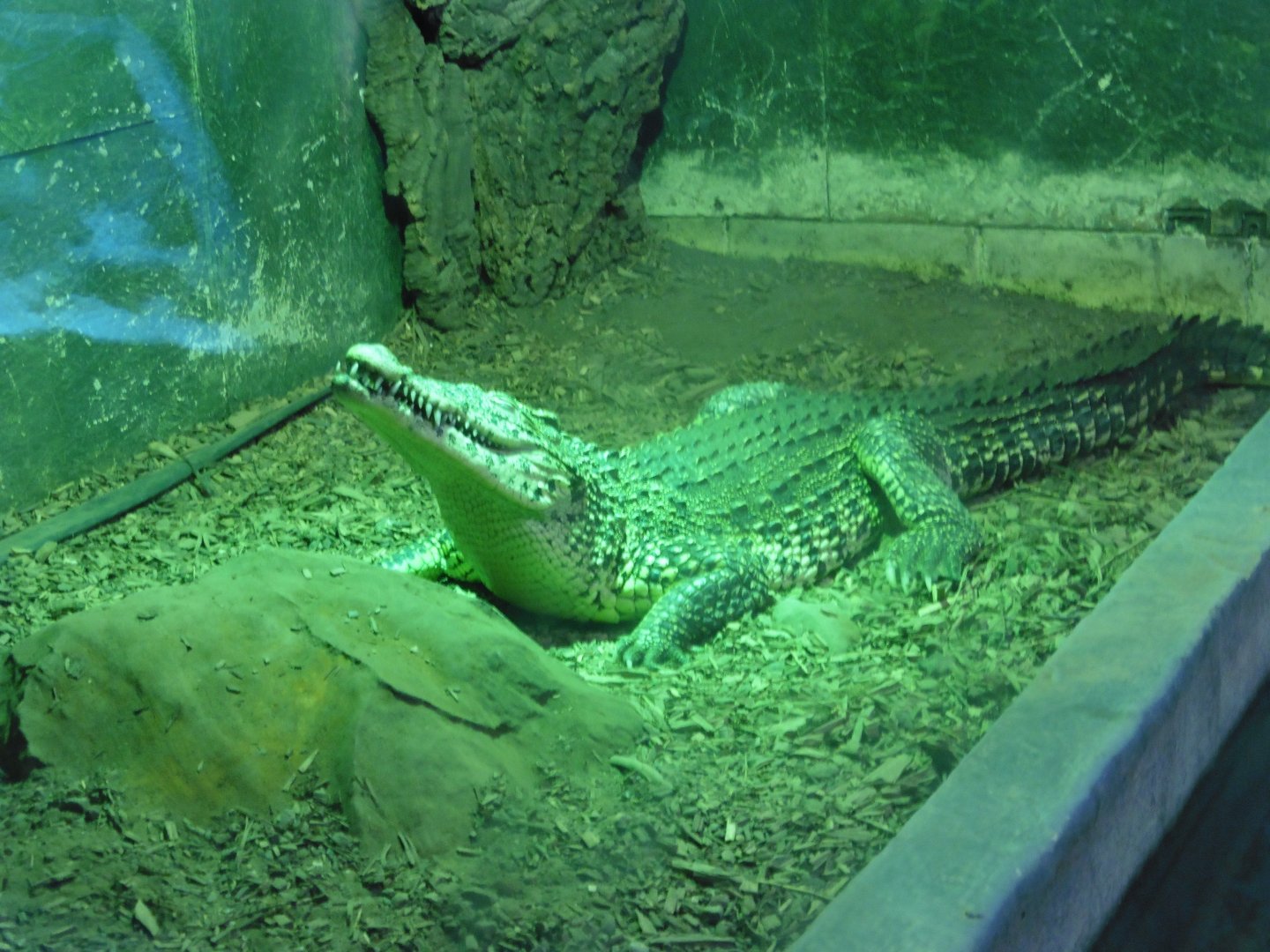 Cuban Crocodile