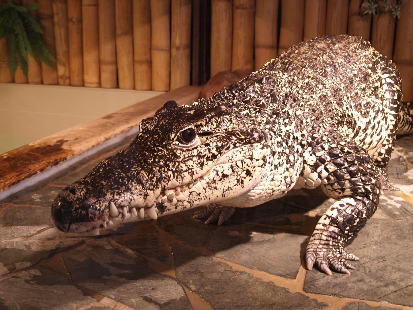 Cuban crocodile