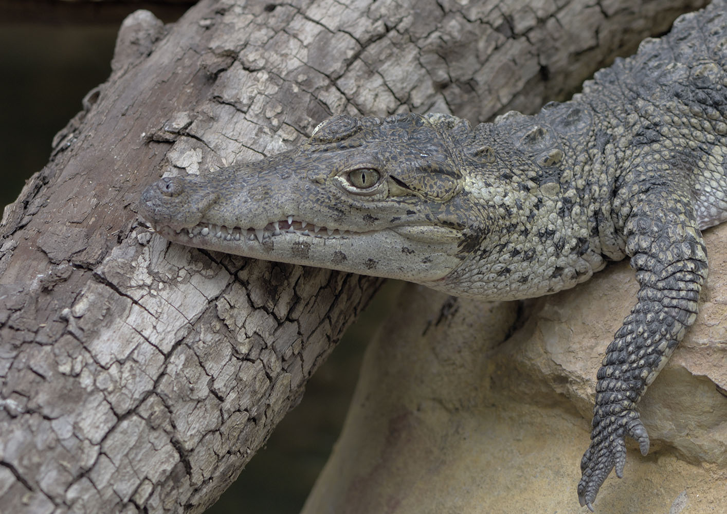Cuban crocodile