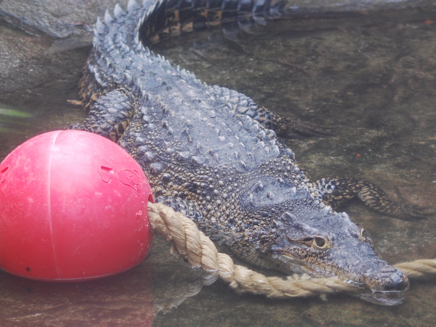 Cuban crocodile