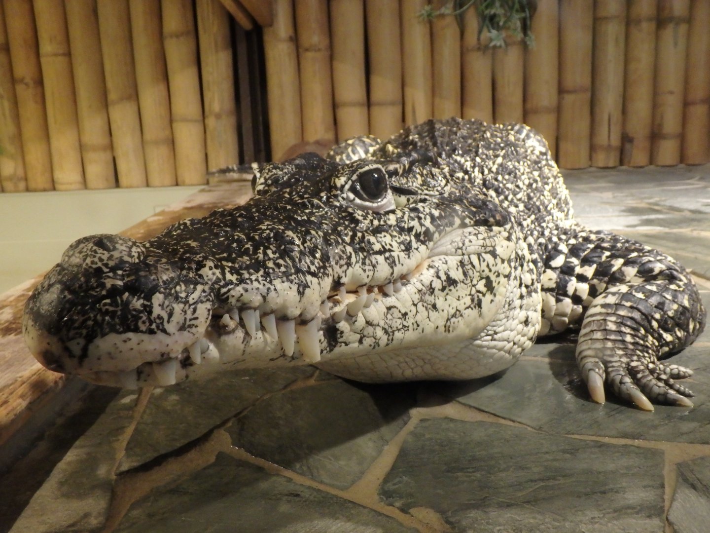Cuban crocodile