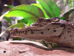 Cuban crocodile
