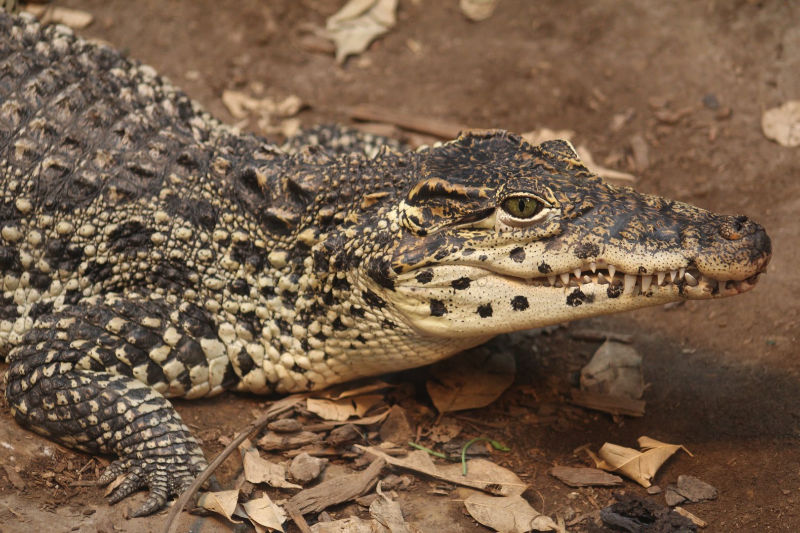 Cuban Crocodile