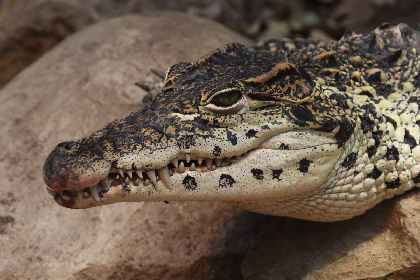 Cuban Crocodile