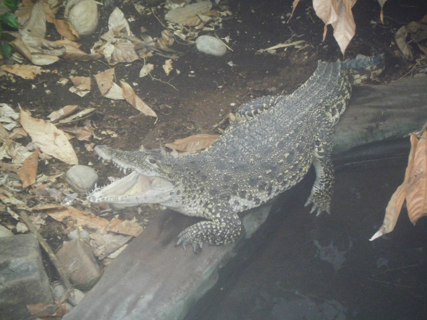 Cuban Crocodile