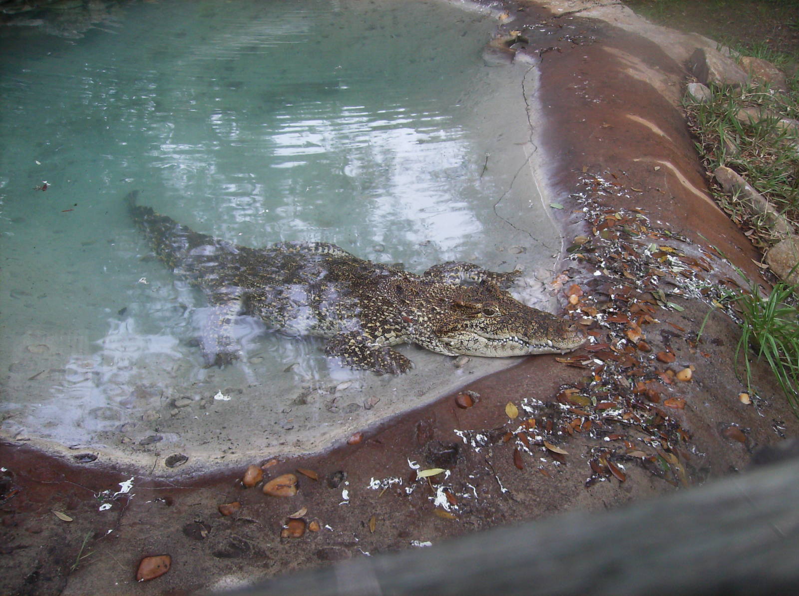 Cuban Crocodile