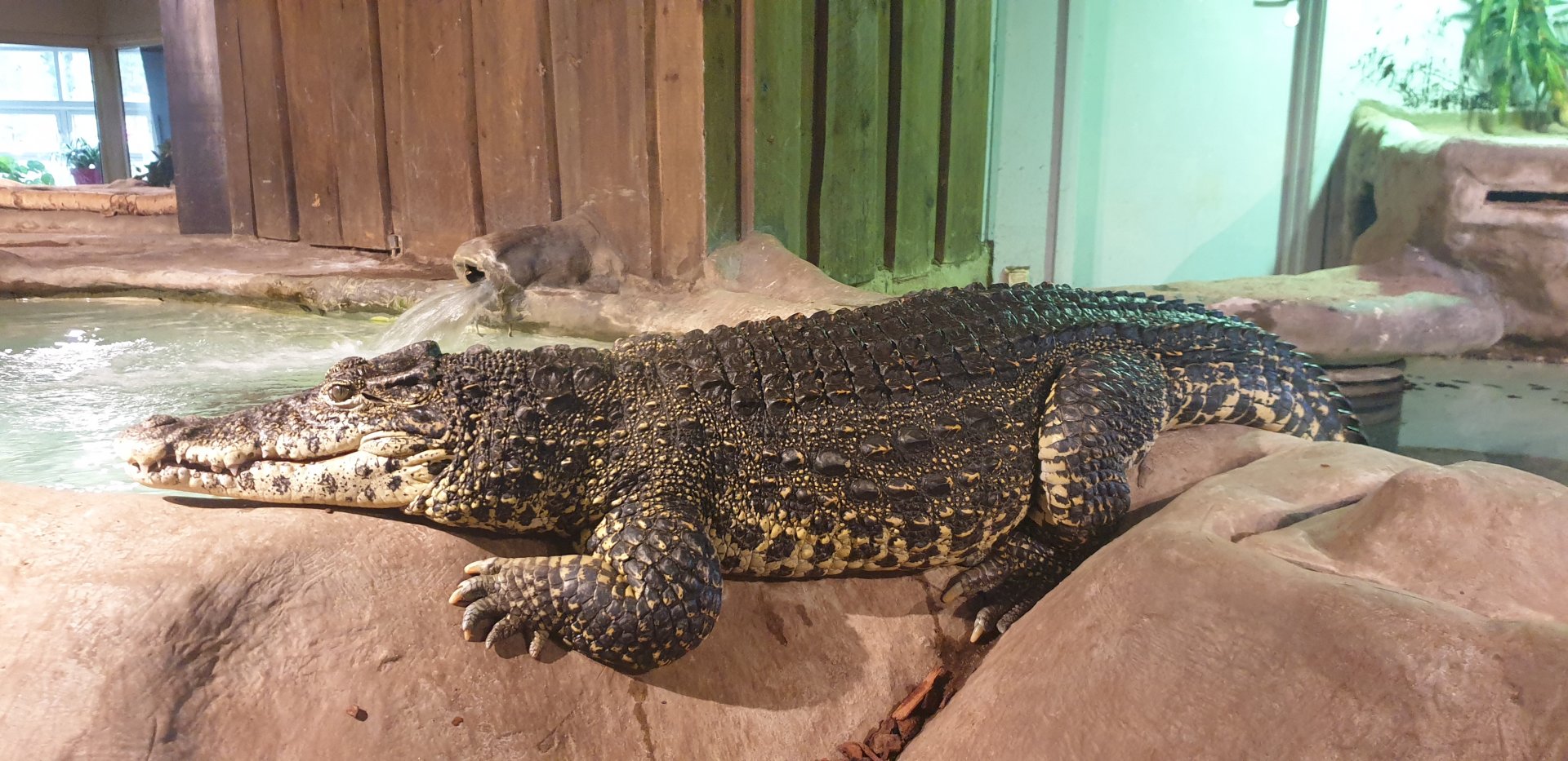 Cuban Crocodile
