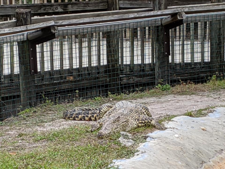 Cuban crocodile