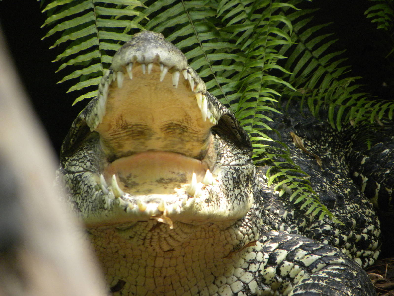 cuban crocodile