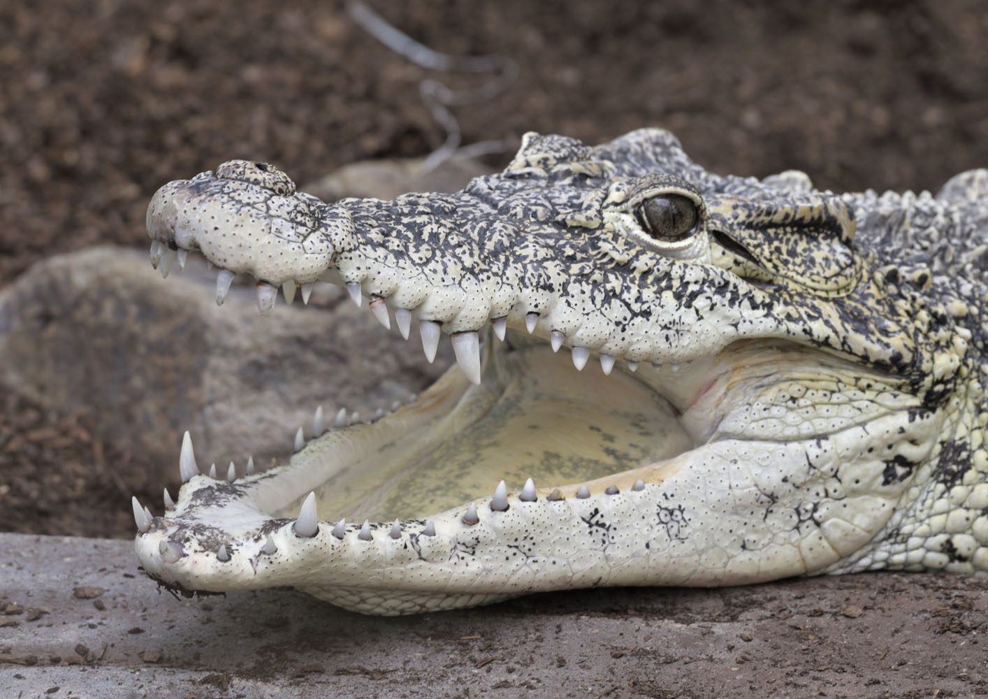Cuban crocodile