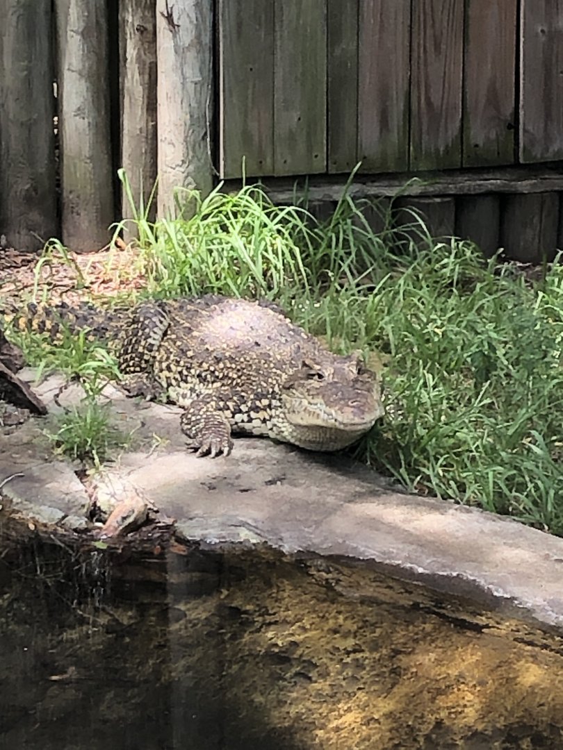 Cuban crocodile