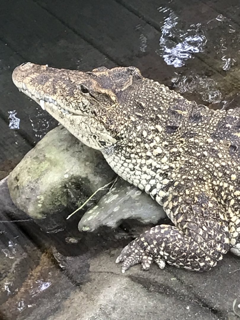 Cuban crocodile