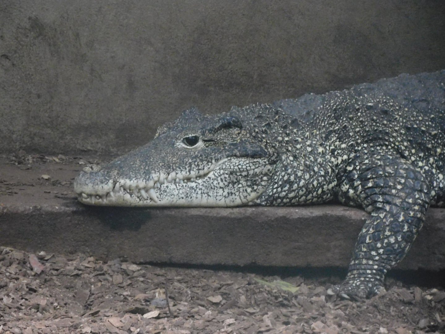 Cuban Crocodile