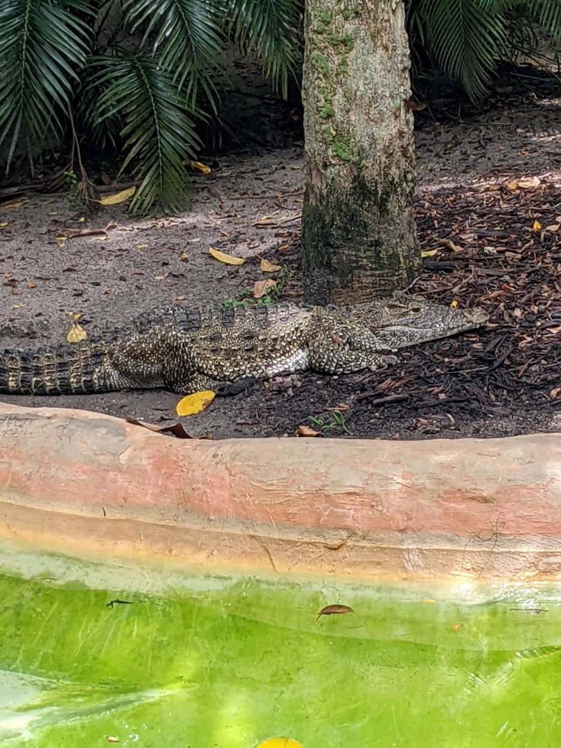Cuban crocodile
