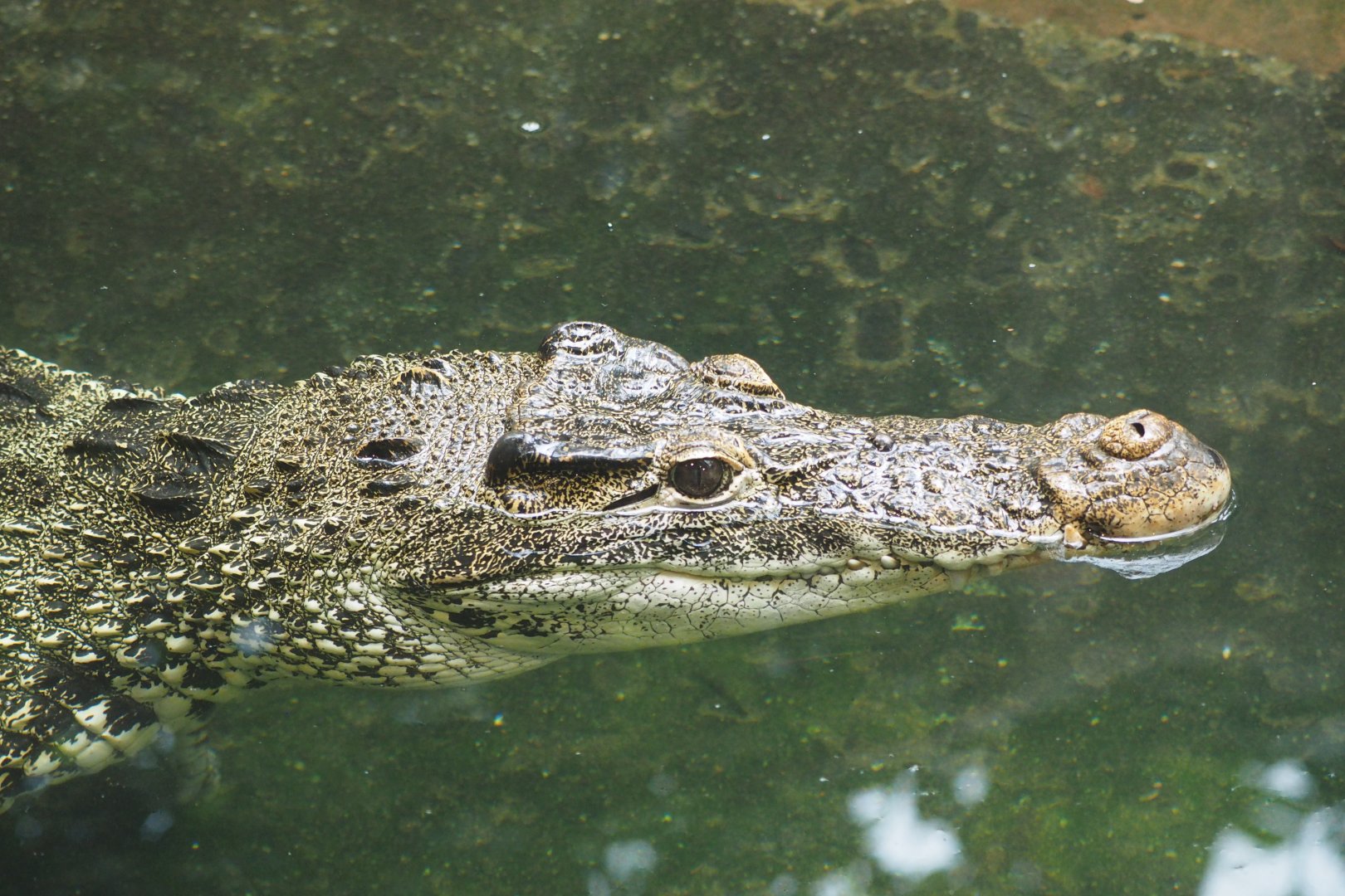 Cuban crocodile