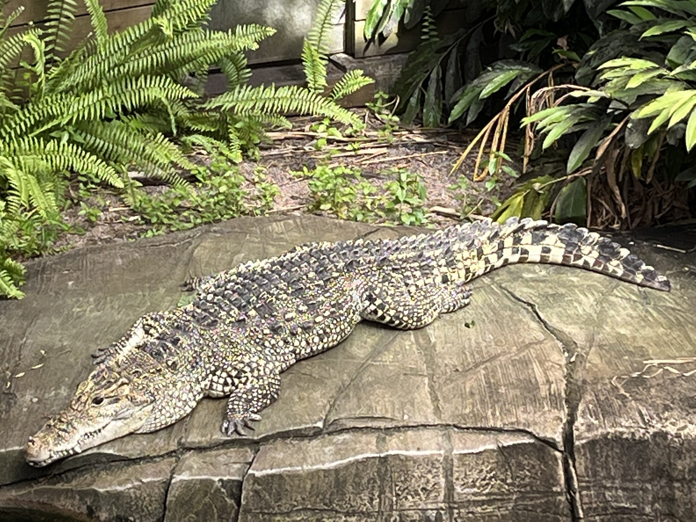 Cuban Crocodile