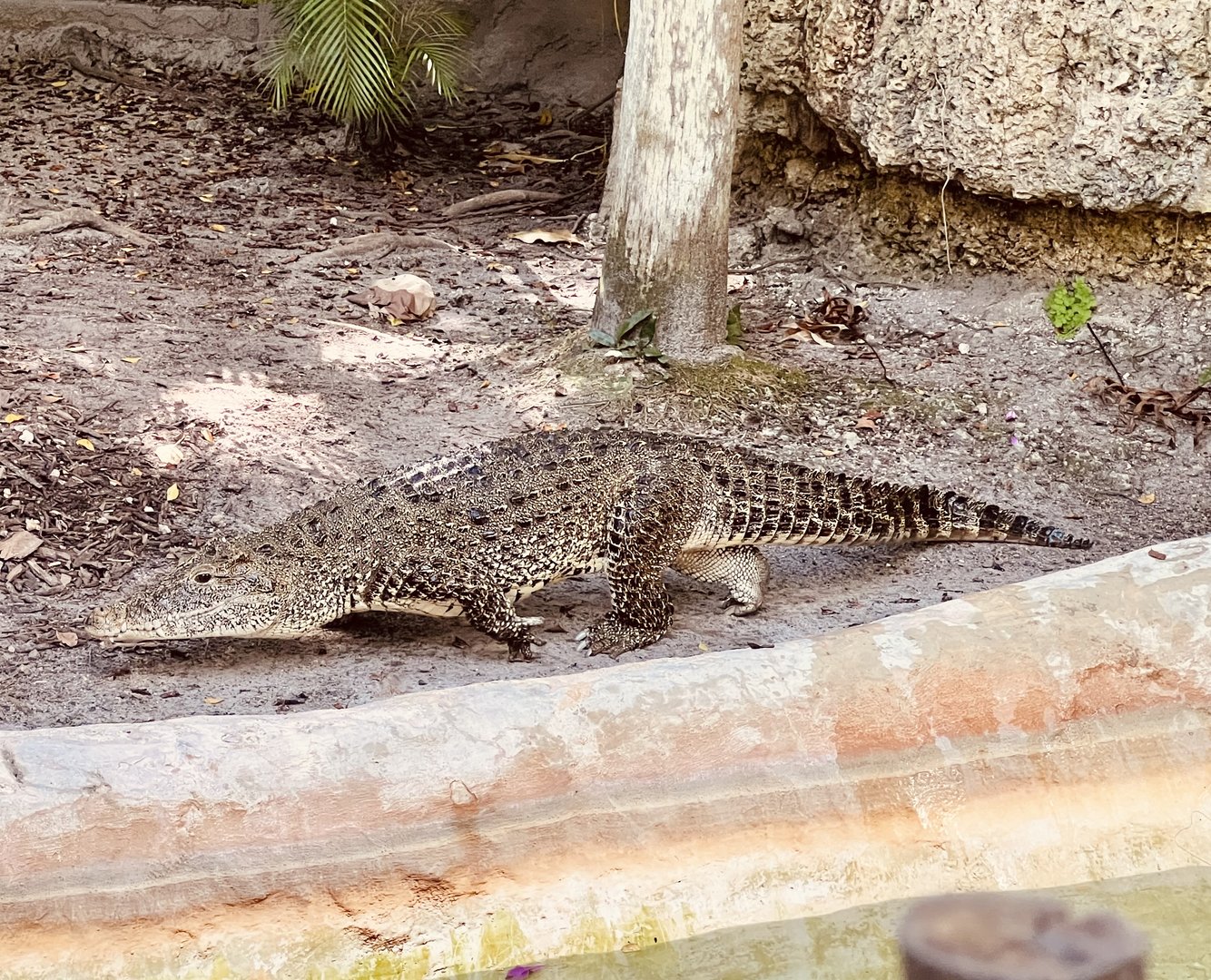 Cuban Crocodile