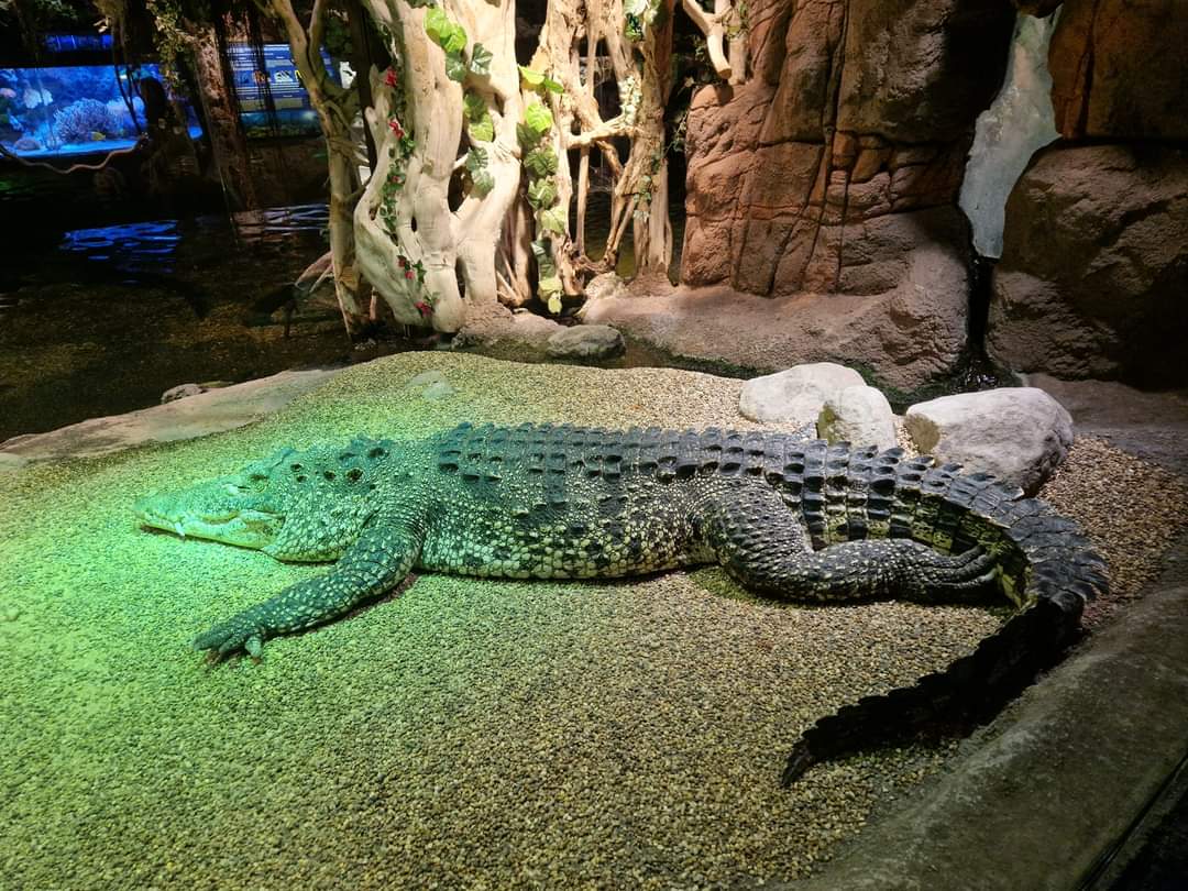 Cuban crocodile
