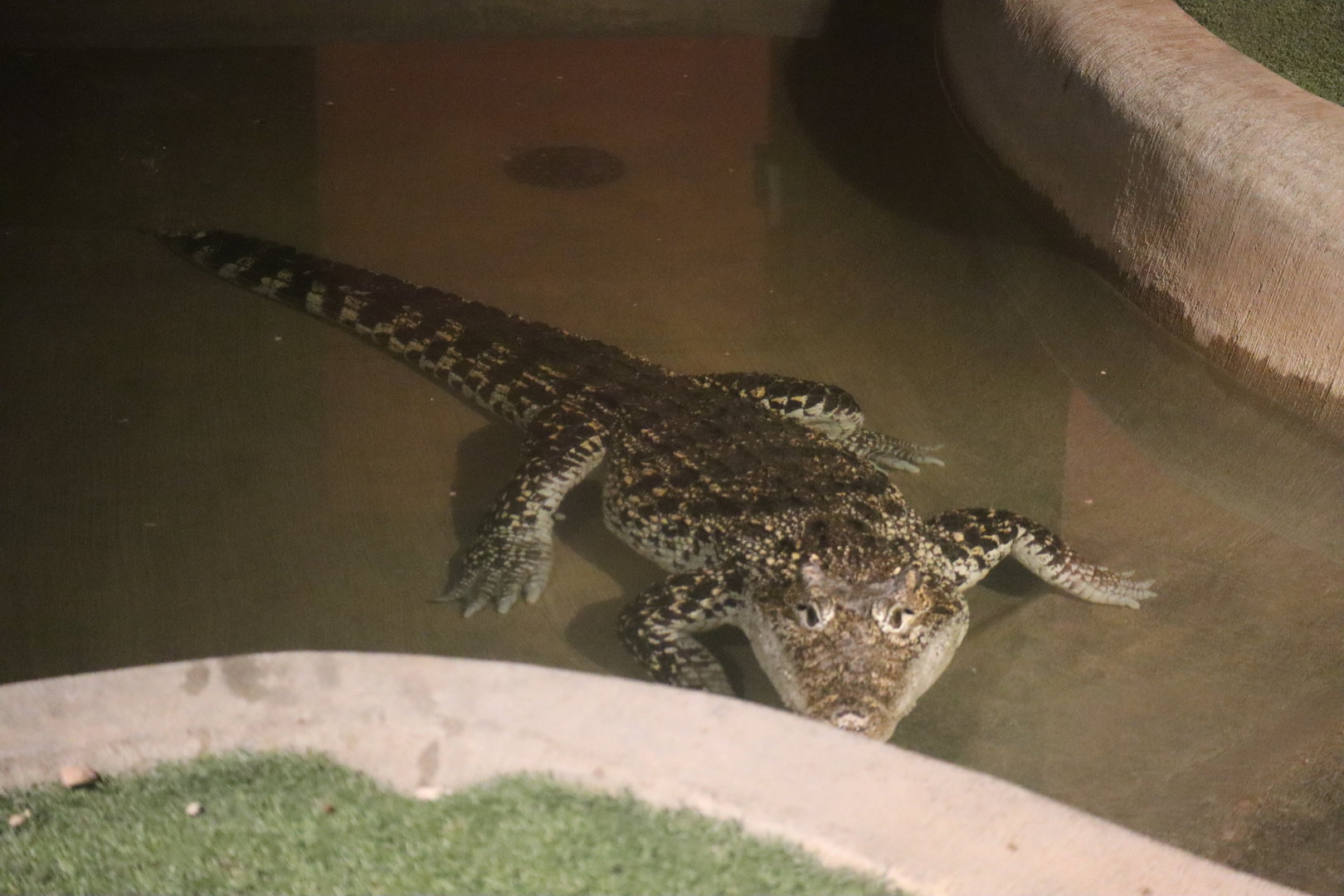 Cuban Crocodile