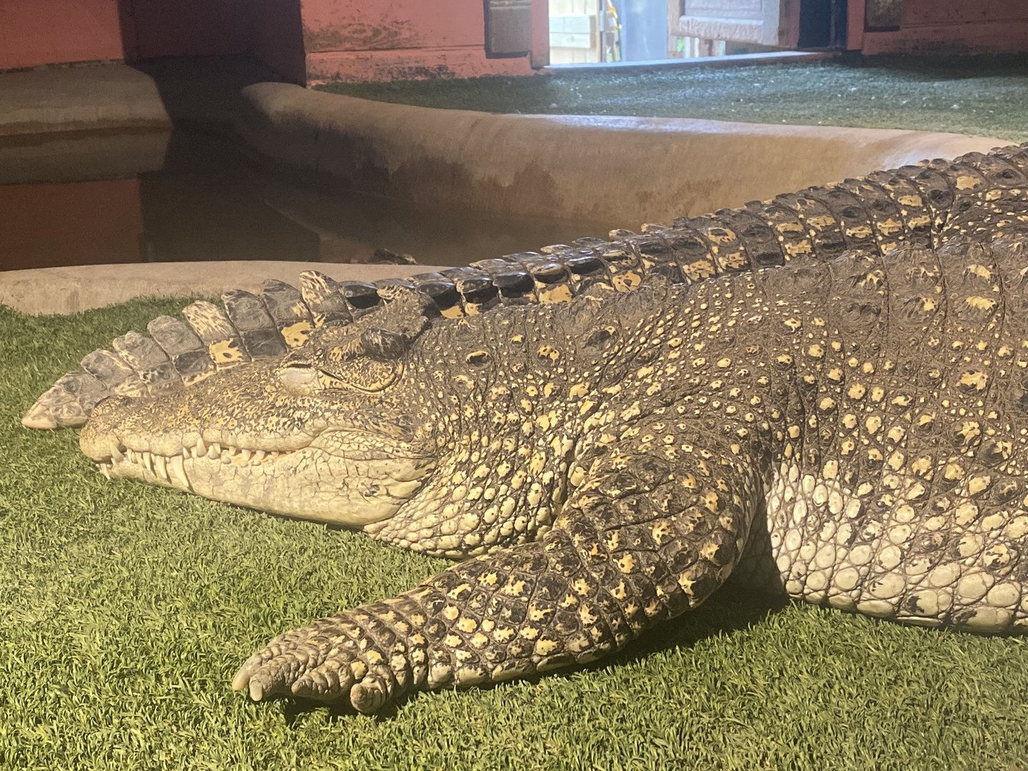 Cuban Crocodile